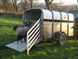 Rescued sheep arriving at the farm.